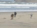 Beach run